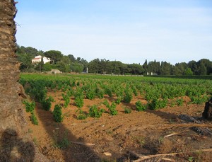 Vigne, Vigneron, Cave, Raisin, Rose, Vin, Vendange